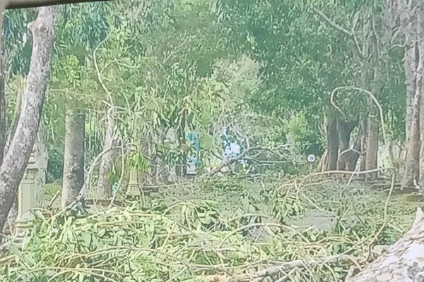 Dọn cành cây sau bão, “chặt nhầm” cây trong cảnh quan  Khu di sản Mỹ Sơn - Anh 1