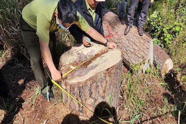 Rừng thông hơn trăm tuổi bị “hạ gục” giữa trung tâm TP Đà Lạt - Anh 1