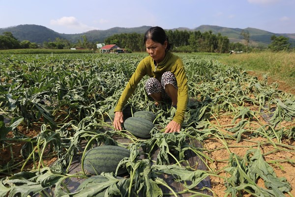 Quảng Nam: Gần 1.500 gốc dưa hấu tới kỳ thu hoạch bị phá hoại - Anh 1