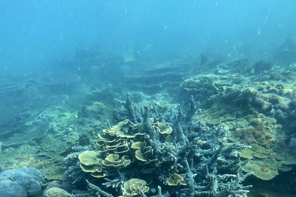 Bảo vệ rạn san hô tự nhiên tại bán đảo Sơn Trà - Anh 1