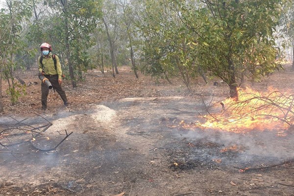 Quảng Nam: Cháy rừng phòng hộ ven biển, hàng trăm người nỗ lực dập lửa - Anh 2