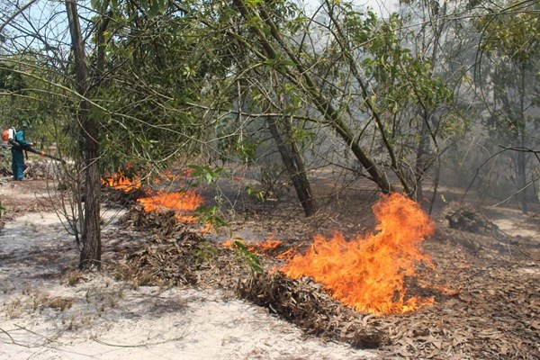 Quảng Nam: Cháy rừng phòng hộ ven biển, hàng trăm người nỗ lực dập lửa - Anh 1