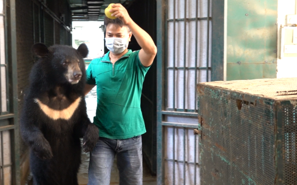 4 cá thể gấu cuối cùng của Rạp Xiếc Trung ương được chuyển giao cho Trung tâm cứu hộ gấu - Anh 1