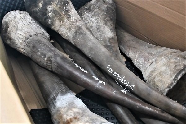 Đà Nẵng: Bắt giữ lô hàng nhập  khẩu nghi sừng tê giác, xương động vật hoang dã - Anh 1