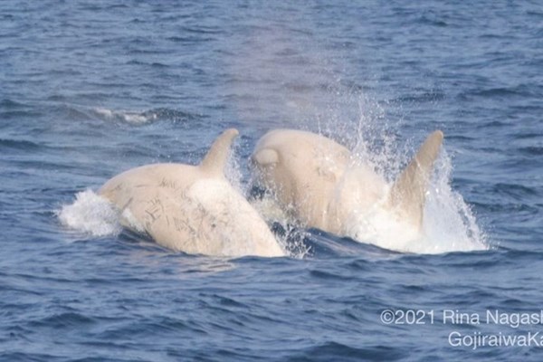 Phát hiện cặp cá voi sát thủ màu trắng cực quý hiếm ở Nhật Bản - Anh 1