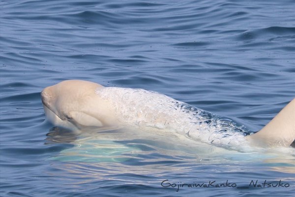 Phát hiện cặp cá voi sát thủ màu trắng cực quý hiếm ở Nhật Bản - Anh 2