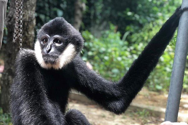 Vườn Quốc gia Vũ Quang tiếp nhận cá thể vượn đen má trắng quý hiếm - Anh 1