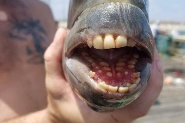 Kỳ lạ con cá có miệng đầy răng giống người ở bờ biển Bắc Carolina - Anh 1