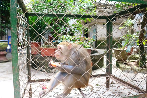 Bàn giao cá thể khỉ đuôi lợn cho Vườn Quốc gia Vũ Quang – Hà Tĩnh - Anh 1