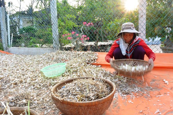 Kết nối, hỗ trợ tiêu thụ tỏi cho nông dân huyện đảo Lý Sơn - Anh 1