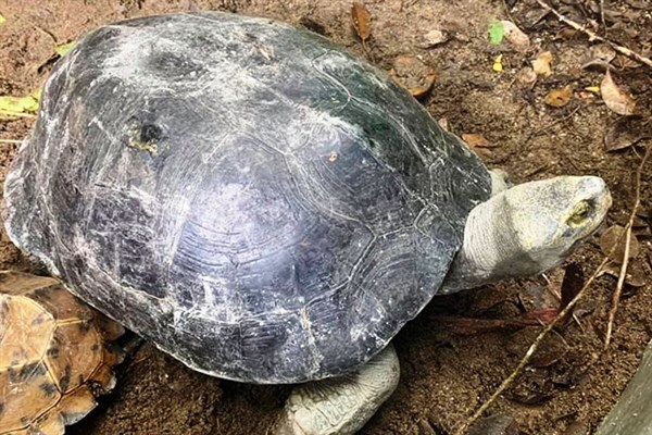 Vườn Quốc gia Hà Tĩnh tiếp nhận Cá thể rùa Răng quý hiếm - Anh 1