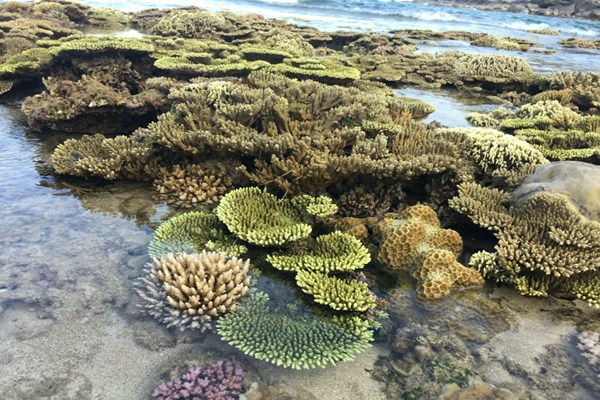 Người dân chung sức bảo vệ bãi san hô cổ - Anh 1