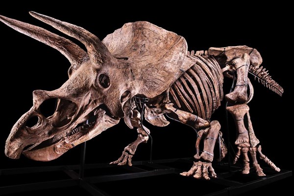 Hóa thạch khủng long 66 triệu năm tuổi được rao bán - Anh 1