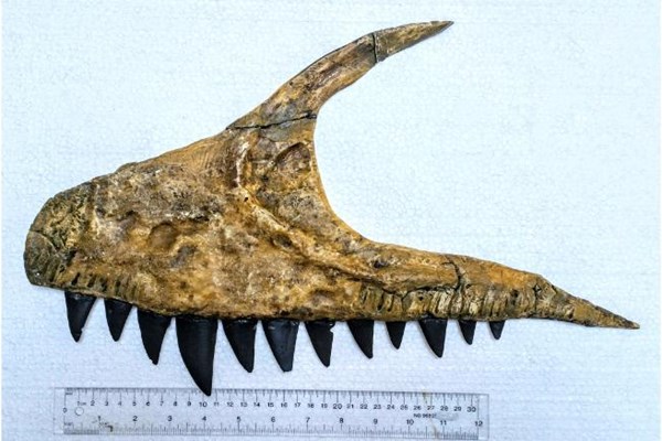 Xác định loài khủng long ăn thịt khổng lồ mới ở Uzbekistan - Anh 1