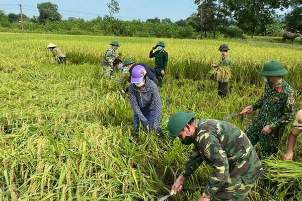 Thanh Hóa: Cán bộ công chức, công an, bộ đội giúp dân gặt lúa chạy bão - Anh 1