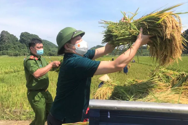Thanh Hóa: Cán bộ công chức, công an, bộ đội giúp dân gặt lúa chạy bão - Anh 2