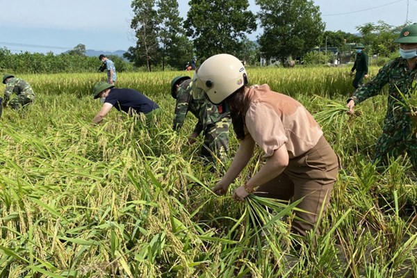 Thanh Hóa: Cán bộ công chức, công an, bộ đội giúp dân gặt lúa chạy bão - Anh 3