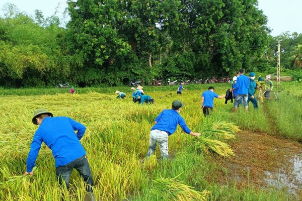 Thanh Hóa: Cán bộ công chức, công an, bộ đội giúp dân gặt lúa chạy bão - Anh 6