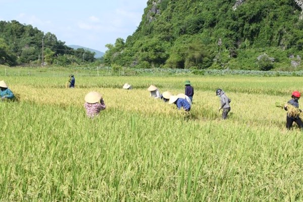 Thanh Hóa: Cán bộ công chức, công an, bộ đội giúp dân gặt lúa chạy bão - Anh 7