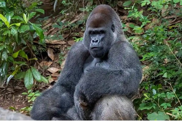 13 con khỉ đột có kết quả xét nghiệm dương tính với Covid-19 tại vườn thú Atlanta - Anh 1
