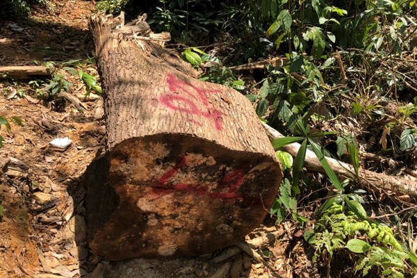 Tăng cường quản lý, bảo vệ rừng trên địa bàn tỉnh Quảng Nam - Anh 1