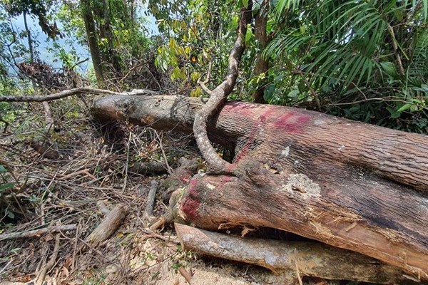 Quảng Nam: Khẩn trương điều tra, xử lý nghiêm vụ phá rừng tại xã Trà Bui - Anh 1