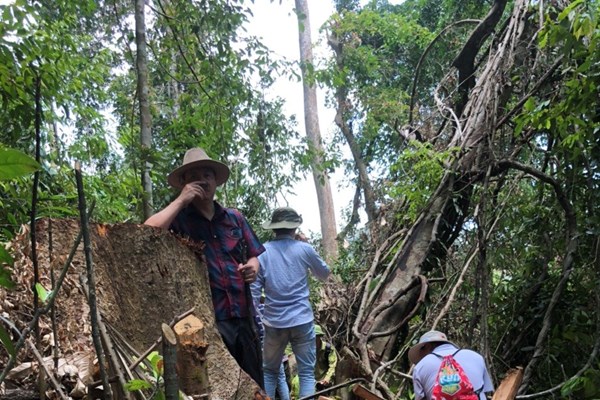 Quảng Nam: Khẩn trương điều tra, xử lý nghiêm vụ phá rừng tại xã Trà Bui - Anh 2