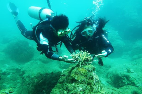 Đội thợ lặn làm “vệ sinh” đáy biển - Anh 1