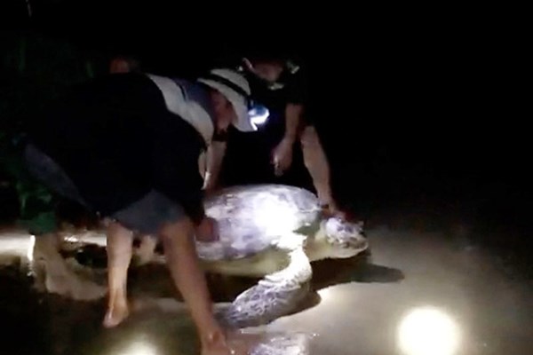Quảng Bình: Kịp thời thả cá thể rùa nặng 120kg về biển - Anh 1