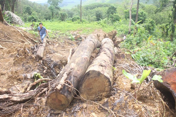 Rừng sưa ở Phú Ninh (Quảng Nam) bị đốn hạ: Chưa thể xác định nguồn gốc - Anh 1