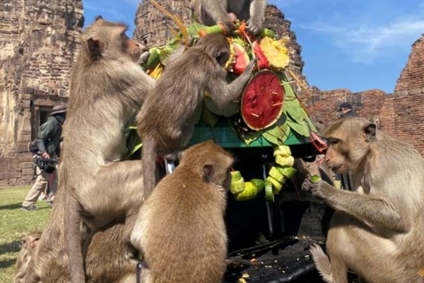 Độc đáo Lễ hội Khỉ của Thái Lan - Anh 1