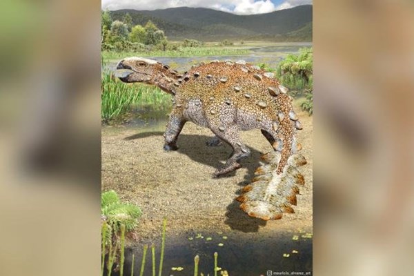 Chile: Phát hiện loài khủng long “bọc thép” mới có chiếc đuôi kỳ lạ - Anh 1