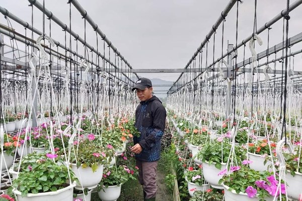 Không khí im lìm tại làng trồng hoa ở Đà Nẵng - Anh 1