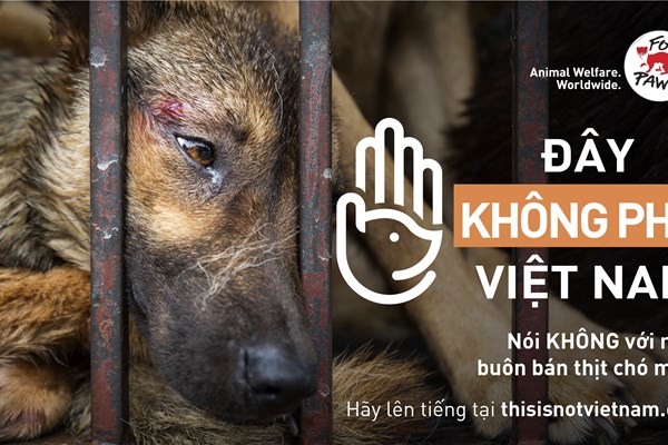 Phát động chiến dịch chấm dứt nạn buôn bán thịt chó và mèo tại Việt Nam - Anh 2