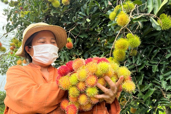 Về vùng “thủ phủ” trái cây Quảng Ngãi ngày giáp Tết - Anh 1