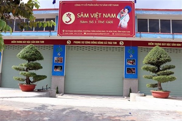 Vụ doanh nghiệp công bố trồng 10 ha sâm Ngọc Linh ở Kon Tum: Trồng sâm trên “giấy” - Anh 1
