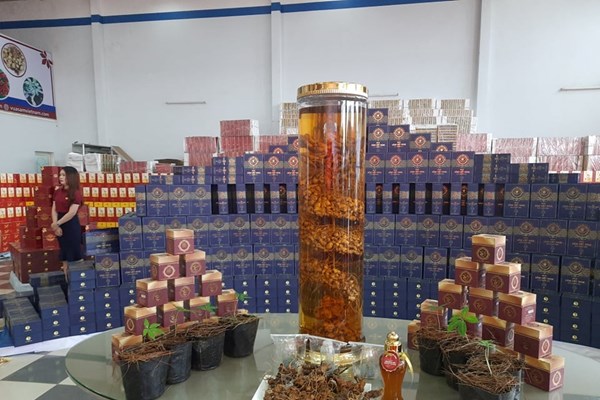 Vụ doanh nghiệp công bố trồng 10 ha sâm Ngọc Linh ở Kon Tum: Trồng sâm trên “giấy” - Anh 2