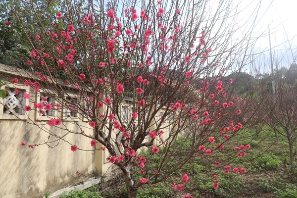 Ngẩn ngơ trước vẻ đẹp của hoa đào xứ Lạng - Anh 5