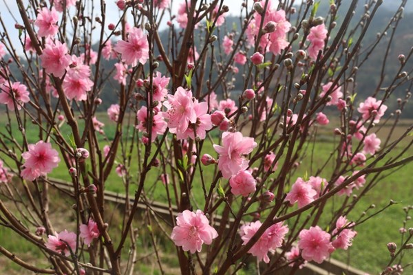 Ngẩn ngơ trước vẻ đẹp của hoa đào xứ Lạng - Anh 3