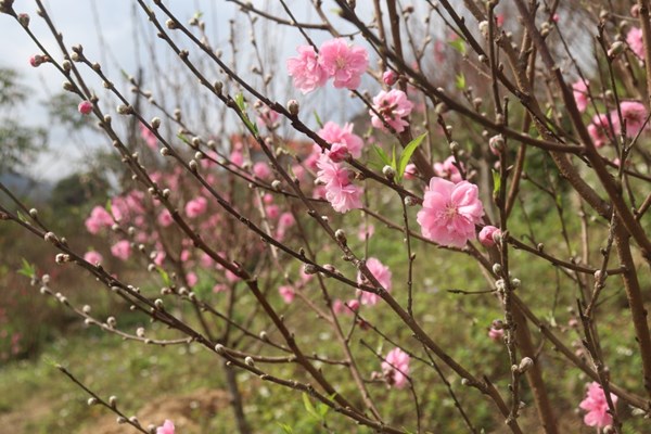 Ngẩn ngơ trước vẻ đẹp của hoa đào xứ Lạng - Anh 1