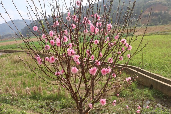 Ngẩn ngơ trước vẻ đẹp của hoa đào xứ Lạng - Anh 2