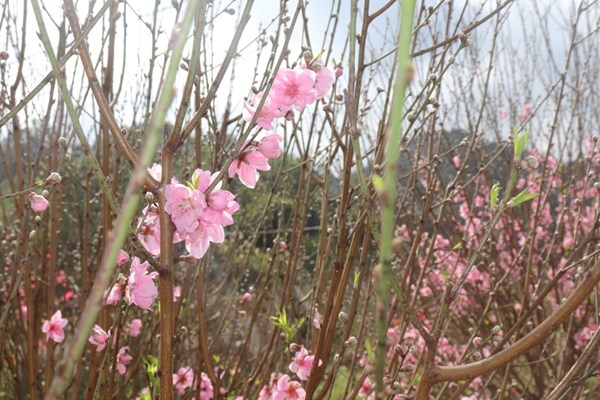Ngẩn ngơ trước vẻ đẹp của hoa đào xứ Lạng - Anh 4