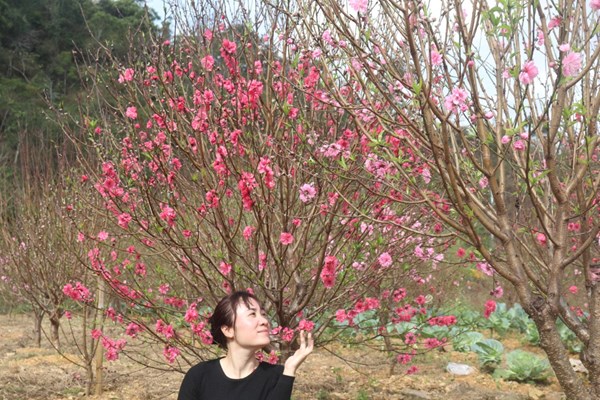 Ngẩn ngơ trước vẻ đẹp của hoa đào xứ Lạng - Anh 9