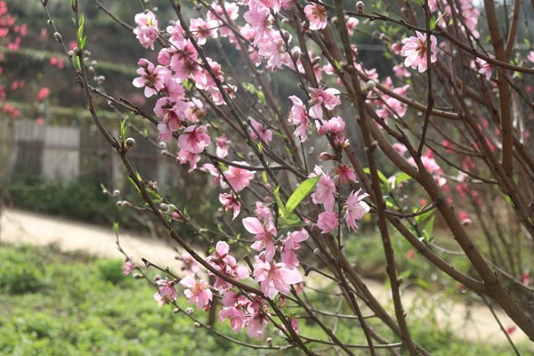 Ngẩn ngơ trước vẻ đẹp của hoa đào xứ Lạng - Anh 6