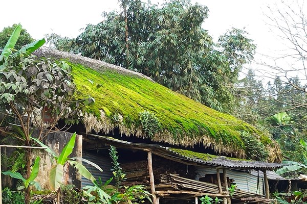 Mái nhà rêu xanh đẹp như tranh ở Hà Giang - Anh 3