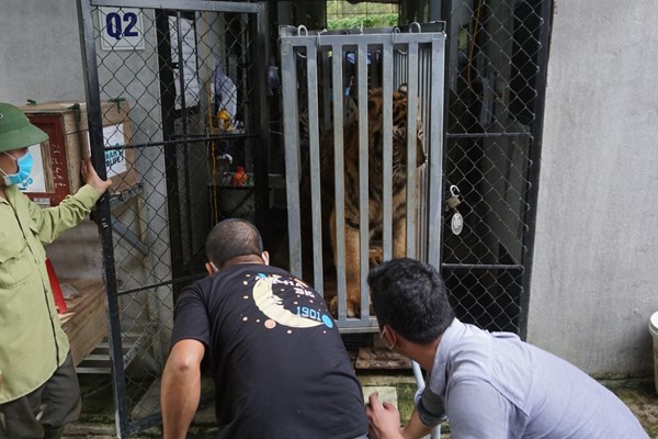 Tang vật vụ buôn bán hổ Đông Dương được bàn giao cho Vườn quốc gia Phong Nha –  Kẻ Bàng - Anh 1