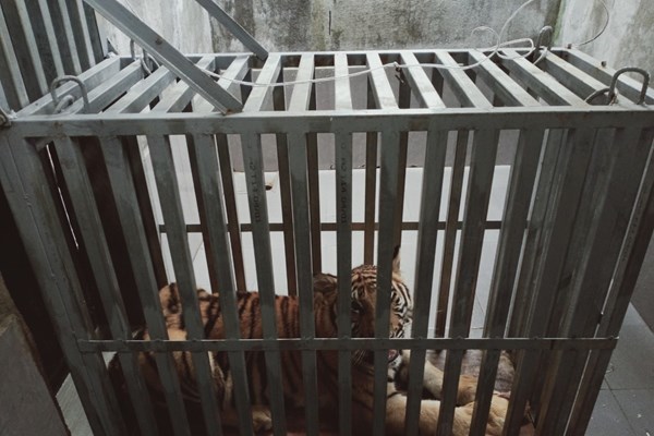 Tang vật vụ buôn bán hổ Đông Dương được bàn giao cho Vườn quốc gia Phong Nha –  Kẻ Bàng - Anh 2