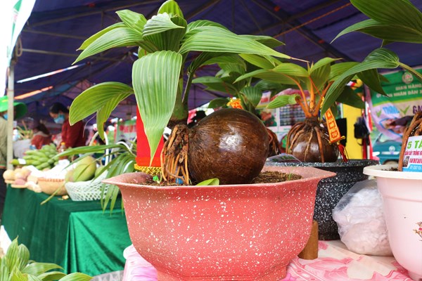 Bonsai dừa “độc, lạ” của lão nông Gia Lai - Anh 2