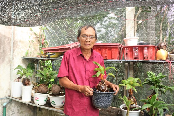 Bonsai dừa “độc, lạ” của lão nông Gia Lai - Anh 1