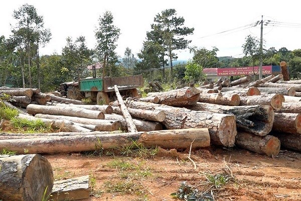 Lâm Đồng: Khởi tố Phó Chủ tịch xã cùng loạt cán bộ tiếp tay cho phá rừng - Anh 2